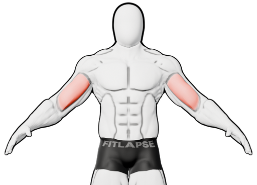 Biceps highlighted on a body seen from the front