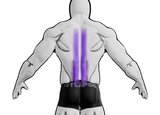 Erector spinae highlighted on a body seen from the back
