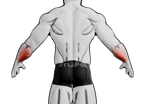 Forearms highlighted on a body seen from the back
