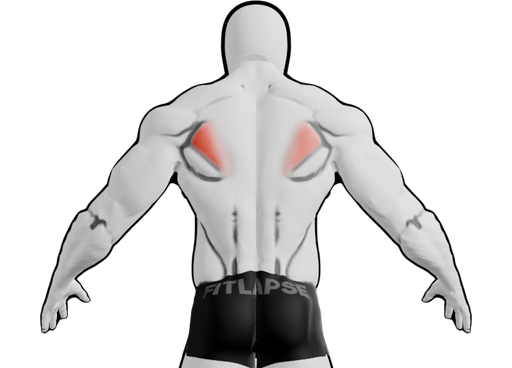 Infraspinatus highlighted on a body seen from the back