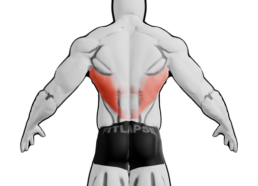 Lats highlighted on a body seen from the back
