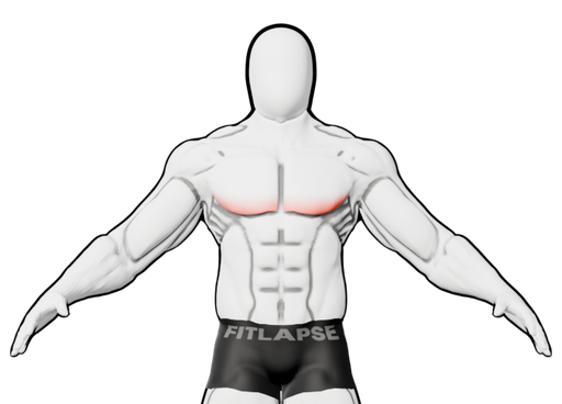 Bas des pectoraux en surbrillance sur une silhouette vue de face