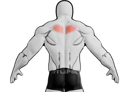 Mid traps highlighted on a body seen from the back