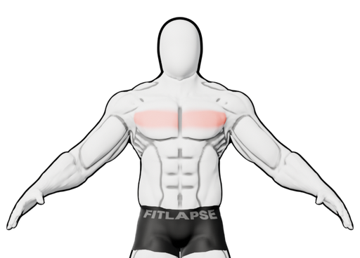 Milieu des pectoraux en surbrillance sur une silhouette vue de face