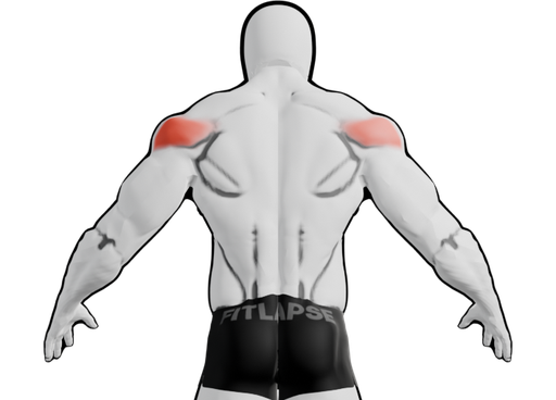 Rear delts highlighted on a body seen from the back