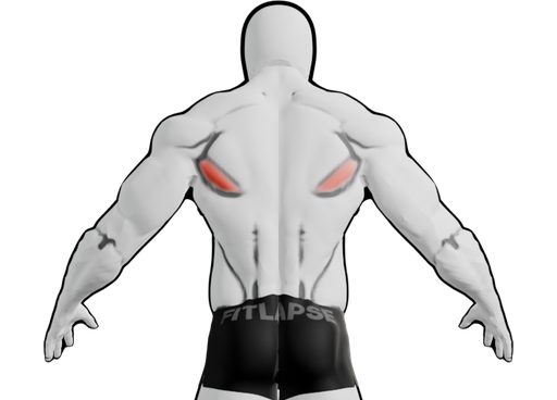 Teres major highlighted on a body seen from the back