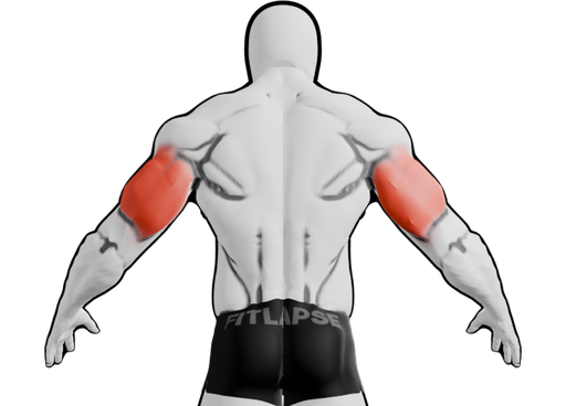 Triceps en surbrillance sur une silhouette vue de dos