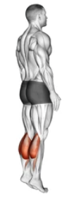 Bodyweight Standing Calf Raise zoom 2
