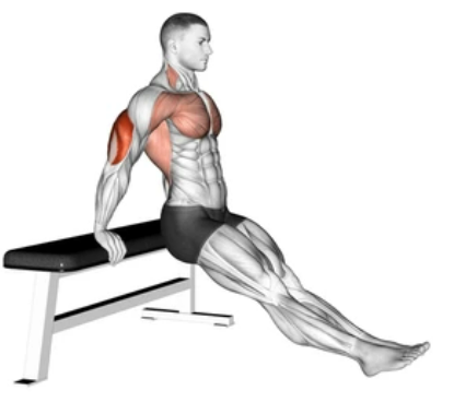 Bench Dips preview