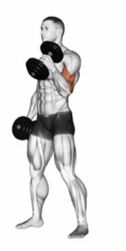 Dumbbell Curl preview