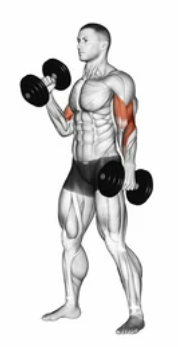 Dumbbell Curl zoom 2