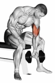 Single-Arm Dumbbell Curl preview