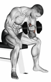 Single-Arm Dumbbell Curl zoom 2