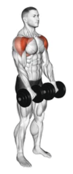 Dumbbell Front Raise preview