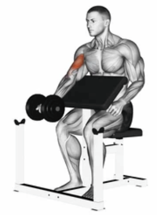 Single-Arm Dumbbell Preacher Curl preview