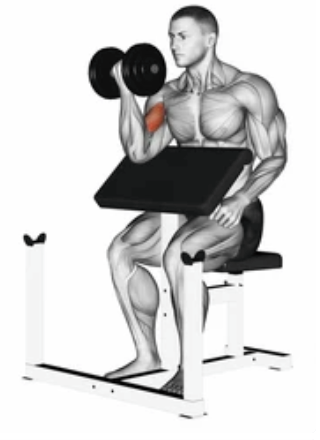 Single-Arm Dumbbell Preacher Curl zoom 2