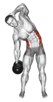Dumbbell Side Bend zoom 2