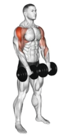 Dumbbell Upright Row preview