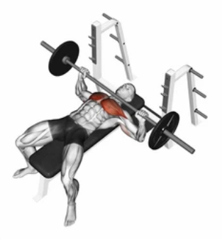 Flat Barbell Bench Press preview