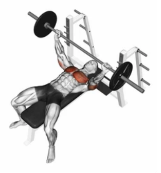 Flat Barbell Bench Press zoom 2