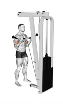 Cable Bicep Curl zoom 2
