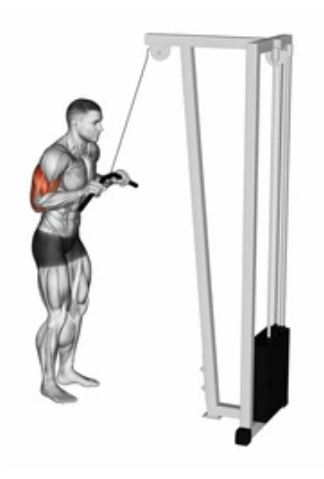 Cable Triceps Extension preview