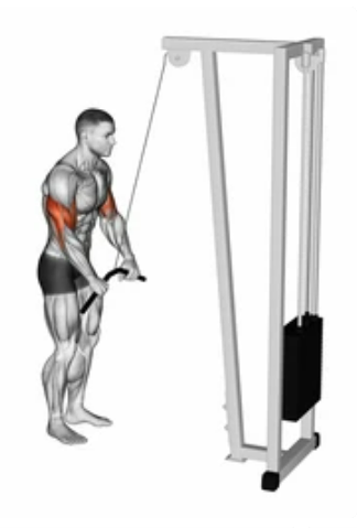 Cable Triceps Extension zoom 2