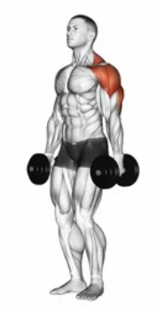 Dumbbell Hammer Curl preview