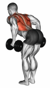 Dumbbell Row zoom 2