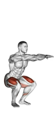 Basic Squat zoom 2