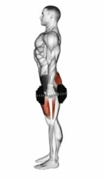 Dumbbell Squat preview