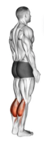 Bodyweight Standing Calf Raise preview