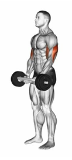 Barbell Curl preview