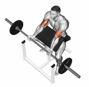 Preacher Curl preview