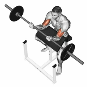 Preacher Curl zoom 2