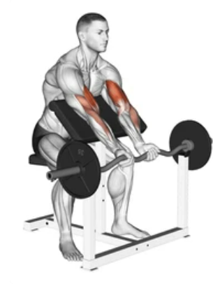 Preacher Curl with SZ Bar preview