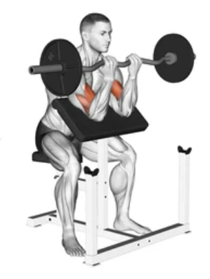 Preacher Curl with SZ Bar zoom 2