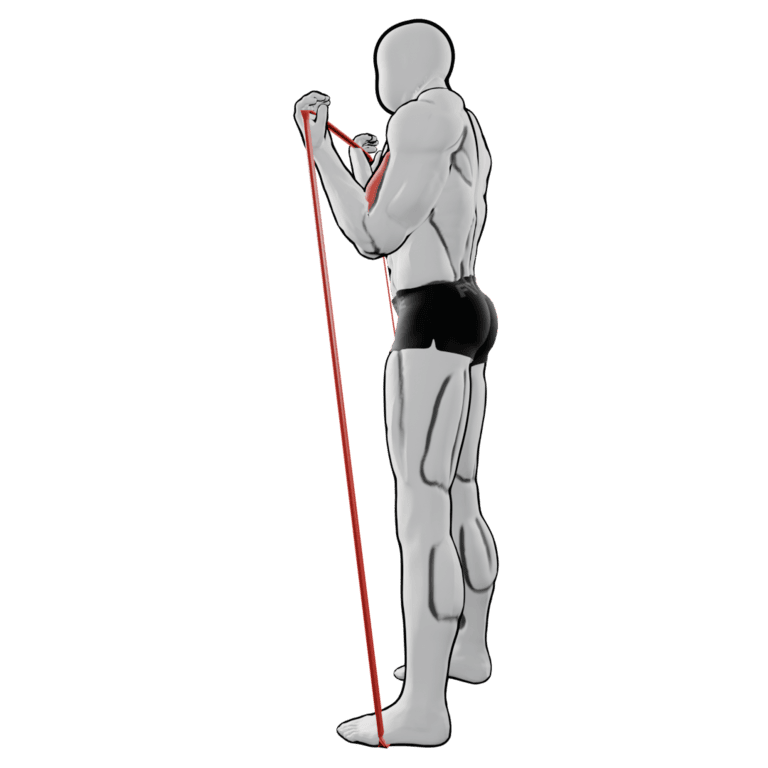 Band Biceps Curl — finishing position, second camera angle, working the biceps