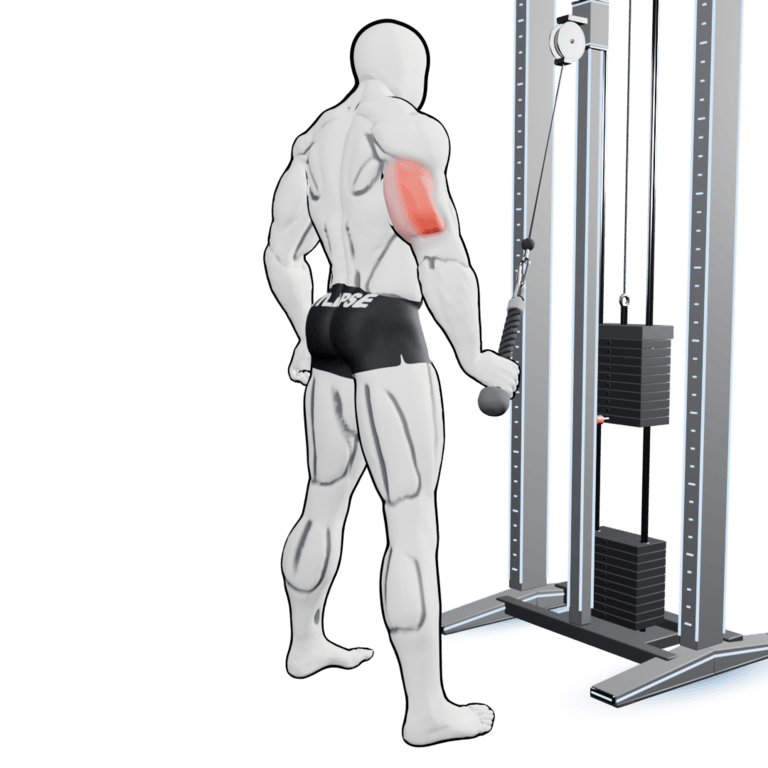 Single-Arm Cable Rope Pushdown — finishing position, working the triceps