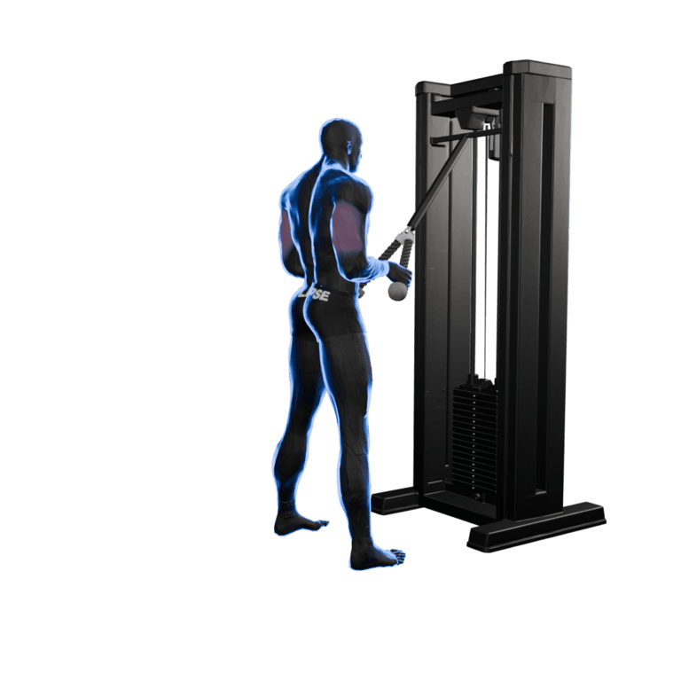 Cable Rope Triceps Pushdown