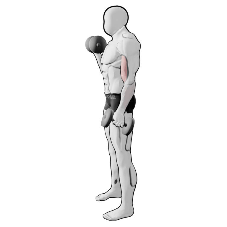 Alternating Rotation Curl — starting position