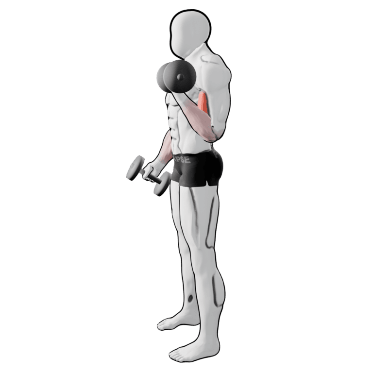 Alternating Rotation Curl — finishing position, working the biceps and forearms