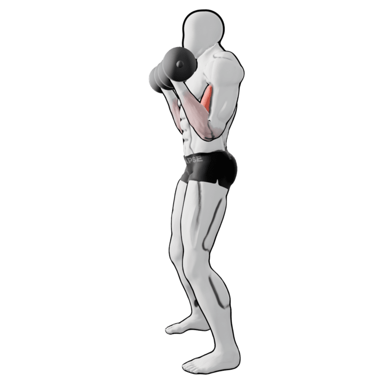 Standing Rotation Curl — finishing position, working the biceps and forearms