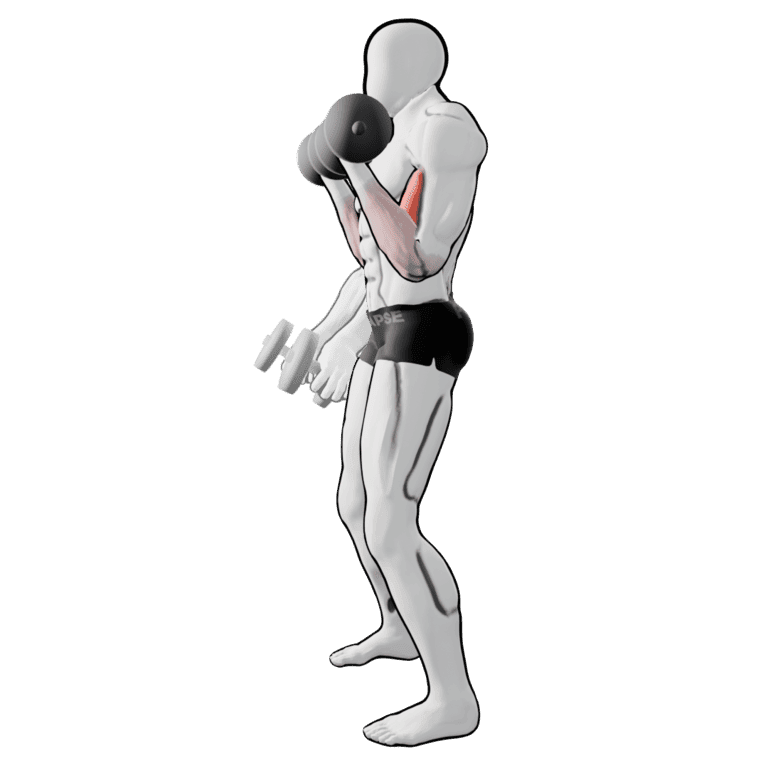 Standing Rotation Curl
