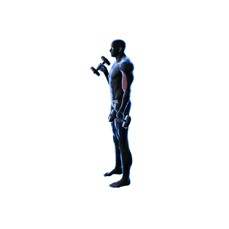 Dumbbell Hammer Curl