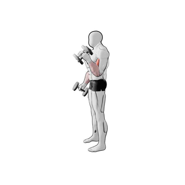 Dumbbell Hammer Curl