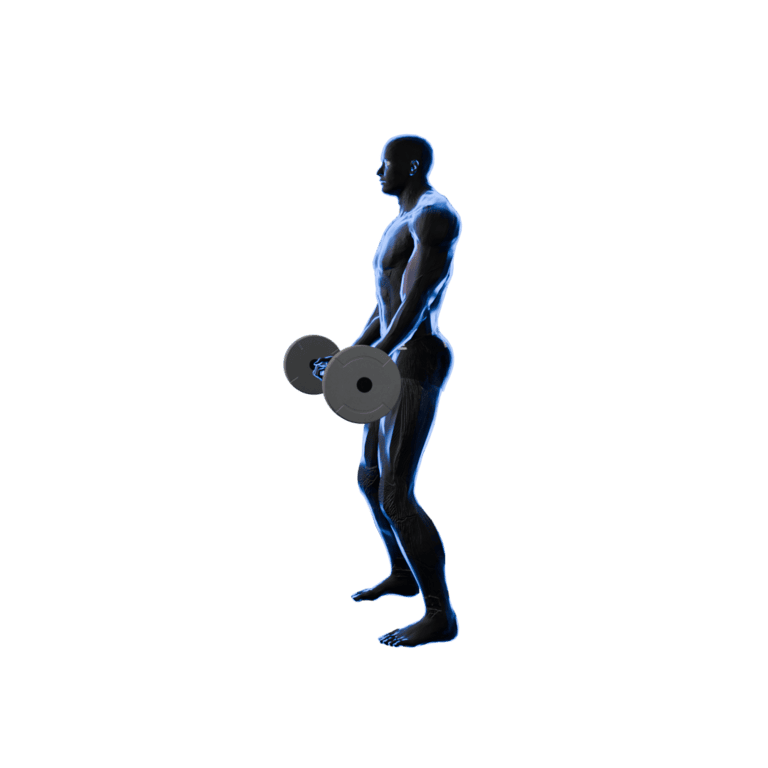 Barbell Curl