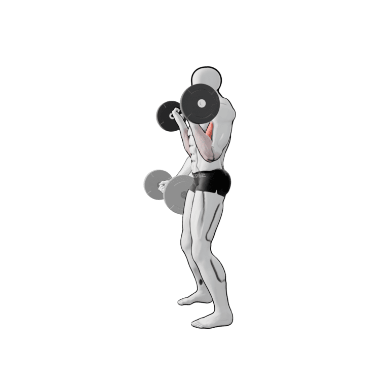 Barbell Curl