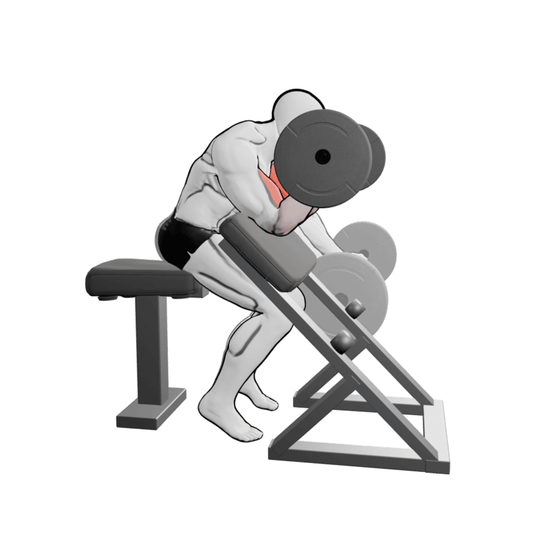 Barbell Preacher Curl