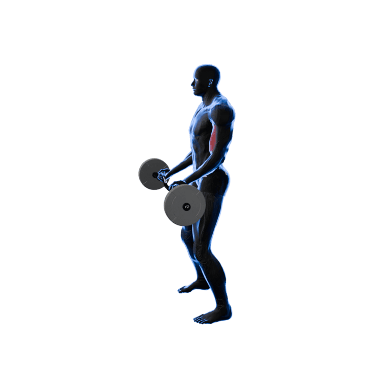 EZ-Bar Curl